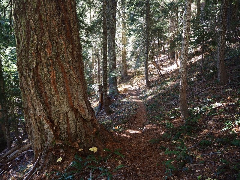 Old-growth along the Miller Creek Trail