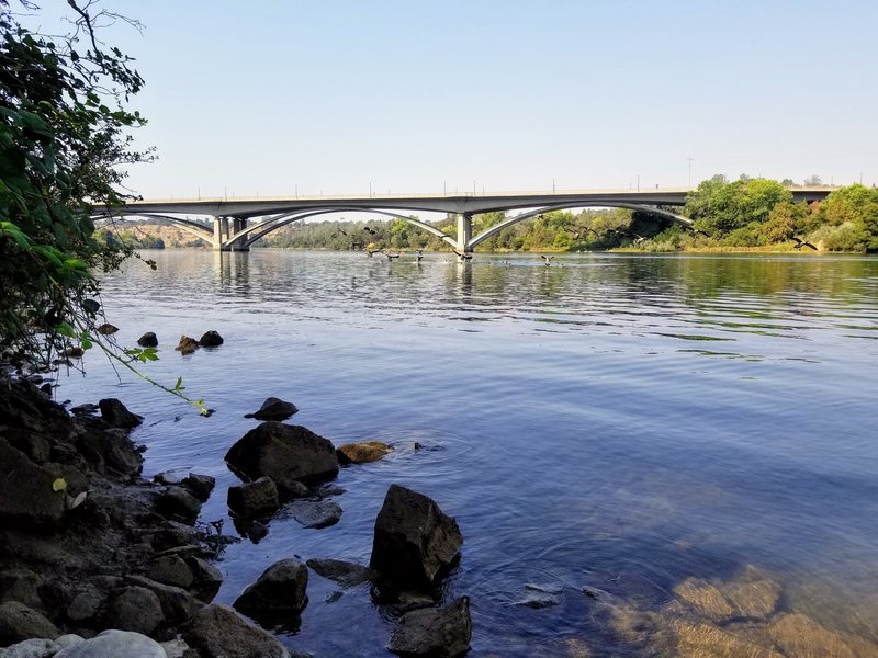 Canada geese landing in Lake Natoma