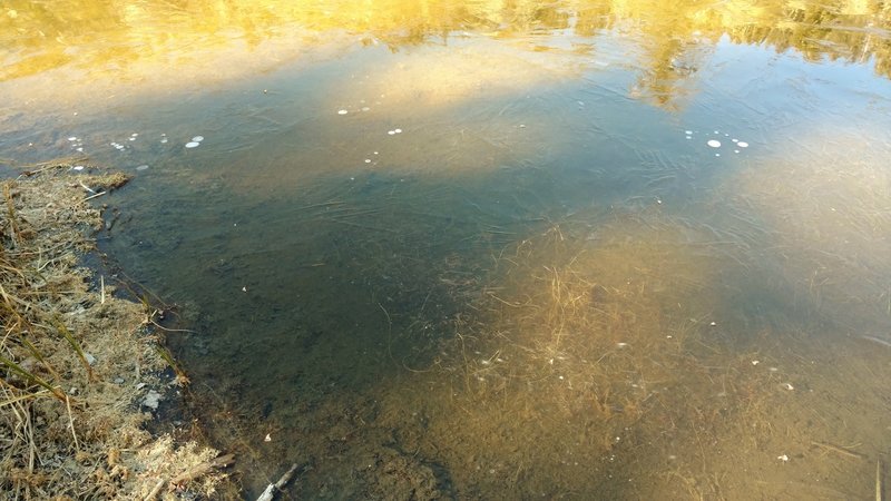 Cold gases rising from the bottom of Cold Boiling Lake (white dots across the top of the picture) are trapped under a thin layer of ice covering the lake on a cold Novemeber day.