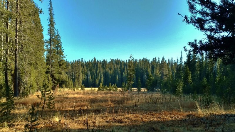 The southernmost meadow of the Twin Meadows when looking south from the north end of this meadow, along Twin Meadows Trail.