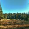 The southernmost meadow of the Twin Meadows when looking south from the north end of this meadow, along Twin Meadows Trail.