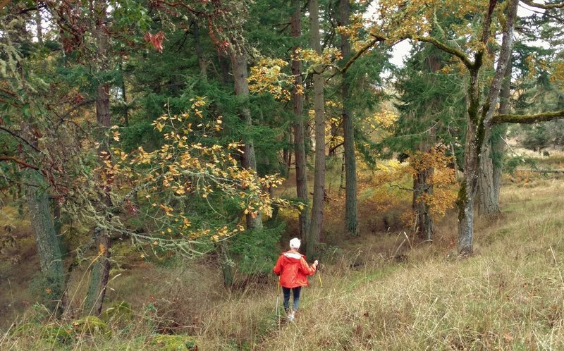 Coming down Young Hill there are fall colors in a mixed grass and woods area along Young Hill Trail.