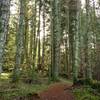 The woods along Young Hill Trail.