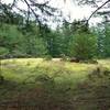 The top of Turtleback Mountain is flat and surrounded by trees, thus hiding magnificent views of the San Juan Islands.