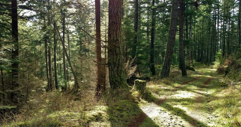 Sunlight streams through the firs and other trees along Center Loop Trail.