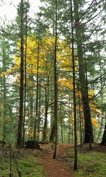 Fall color among the always dark green firs along Lost Oak Trail.