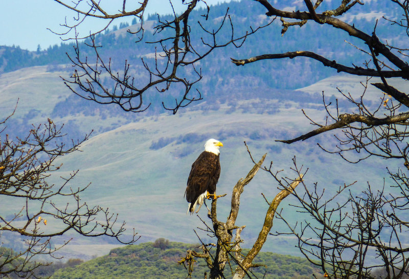Bald eagle near Emigrant Lake quarry in Jan. 2015