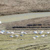 Snow geese at Emigrant Lake 11-11-2018