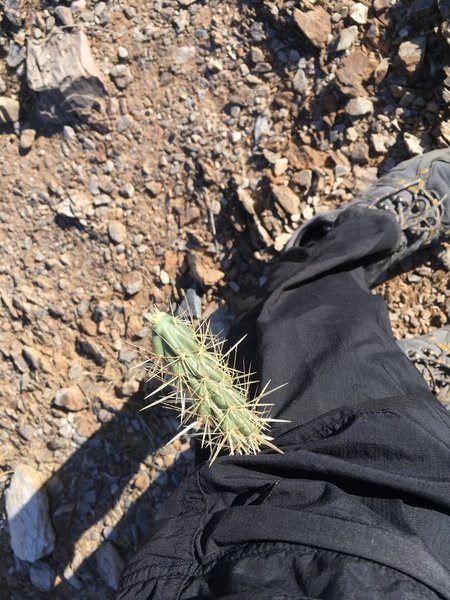 This is what happens when you brush a Cholla cactus.