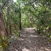 Path under hardwoods