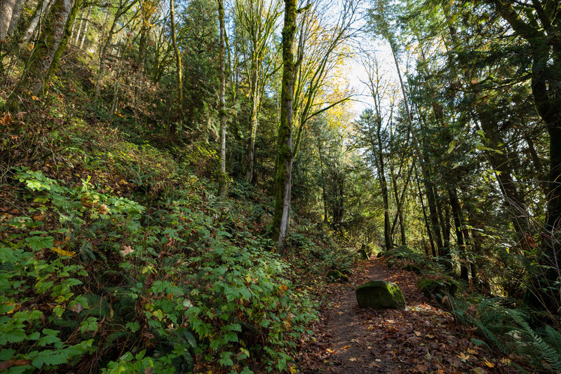 The wide and rock boulder strewn section of the Squires Lake Trail.