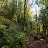 The wide and rock boulder strewn section of the Squires Lake Trail.