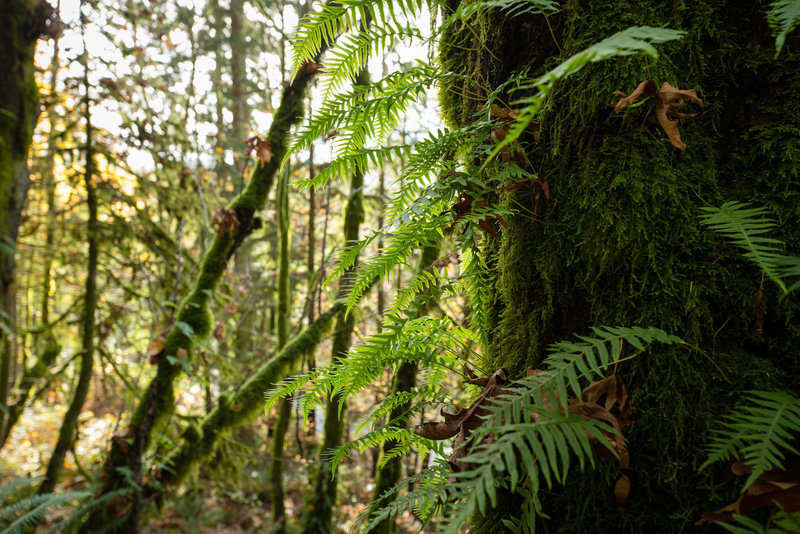 There's moss and ferns aplenty at Squires Lake Park.