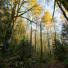 Open forest surrounds this singletrack section of the Beaver Pond Loop Trail.