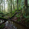 The next generation of trees rises out of the old growth remains next to this lovely stream.