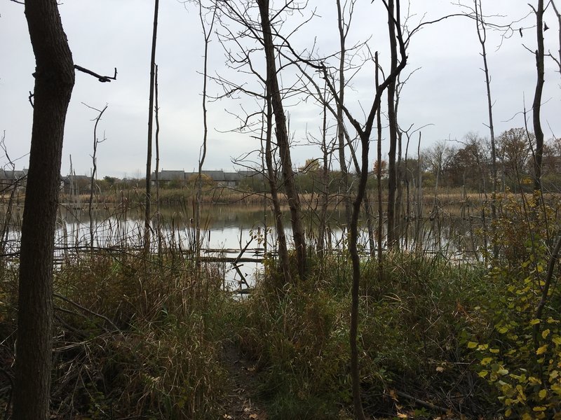 View of pond