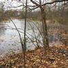 Frozen pond