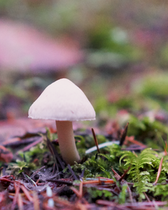 The Power Line trail connects with multiple side trails, like the Trout Loop at Redmond Watershed Preserve, where you can see a diversity of plant life