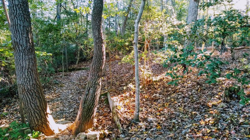 Morning sun at my favorite spot on Laurel Loop coming clockwise on trail