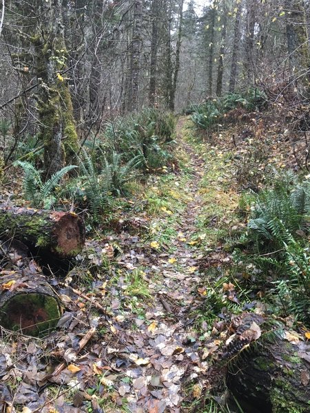 Fall leaves on the trail