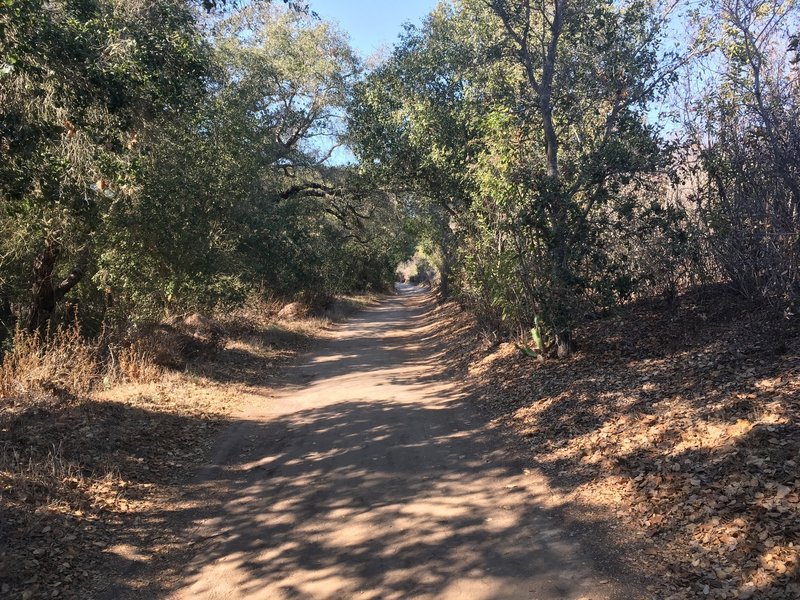 Nice shady trail