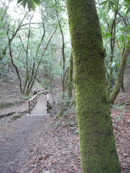 Hidden Villa Bridge