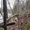 The beavers hard work have paid off, the technical trail along Lake Mörtsjön is tougher than ever.