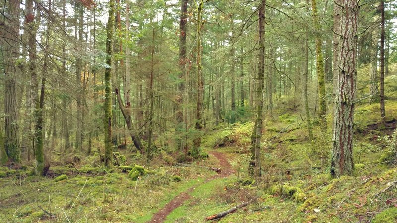 The beautiful woods deep in the heart of Turtleback Mountain Preserve, through which runs Ridge Trail.