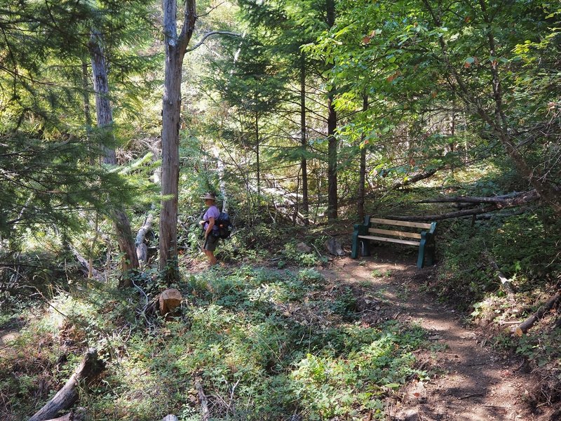 A bench along the Steep Canyon Rangers Trail