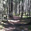 A typical forest along the Roslagsleden Trail.