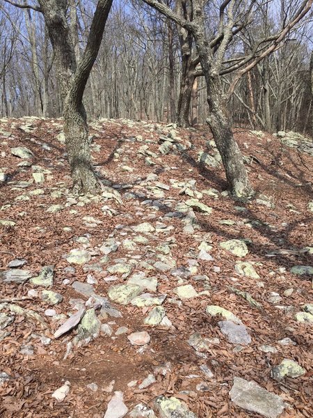 Easy to lose the trail in this rock garden area.