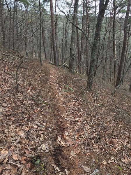 Heading downhill from the ridge.