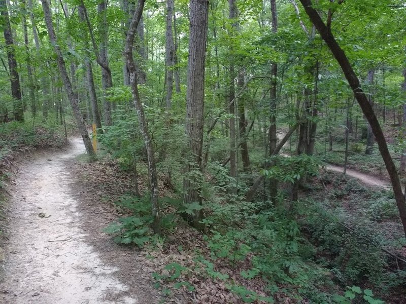 Trail approaching second creek crossing. You can see the return trail down to the right.