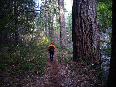 Passing old-growth along the Rogue River