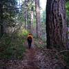 Passing old-growth along the Rogue River