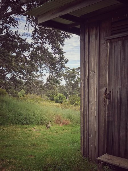 Nene Geese at the Endangered Species Conservation Area