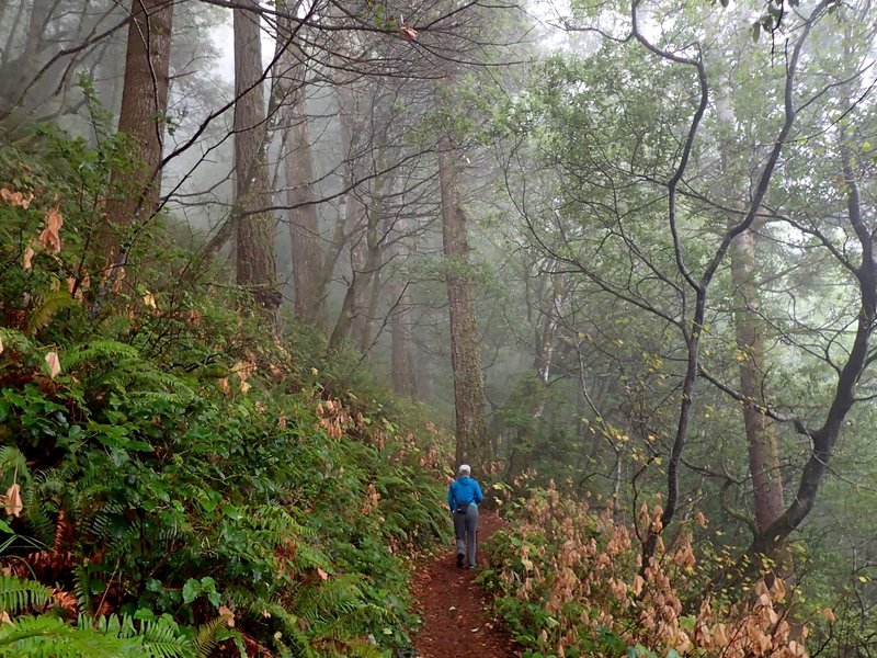 Ascending Humbug on a foggy day