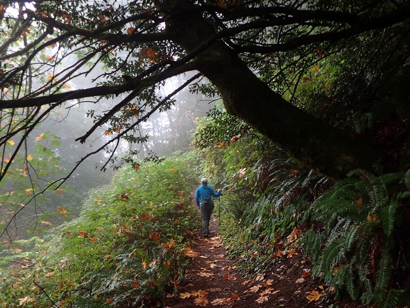 Higher up on Humbug, but still in the mists