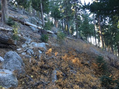 Trail scenery