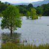 Trees in the lake