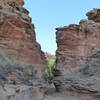 The Narrows in Grand Gulch, looking downstream. About 1/3 mi downstream from the junction with Collins Cyn.