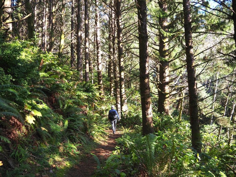 Through deep forest on the way to Cape Ferrelo