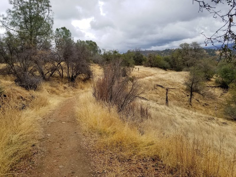 Blue oak savanna.