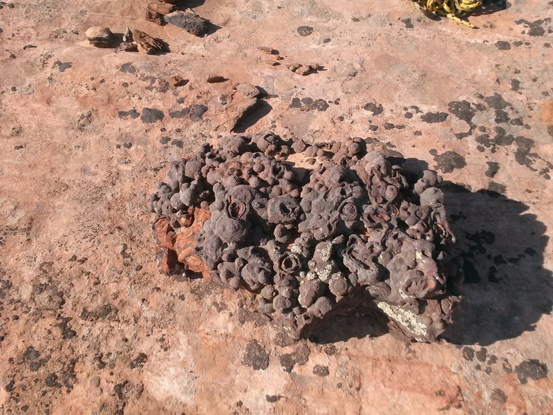 A super-size "Moqui Marble," formed when water deep inside the Navajo Sandstone concentrated the iron oxide (which makes the sandstone red) into harder Hematite (iron ore). Little ones are everywhere on this route.