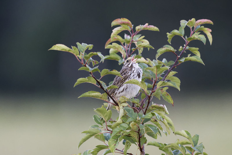 Savannah Sparrow at Frohring Meadows