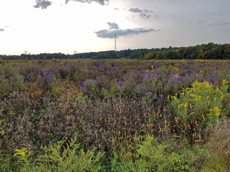 Diversity at Frohring Meadows (east side, looking west).