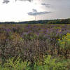 Diversity at Frohring Meadows (east side, looking west).