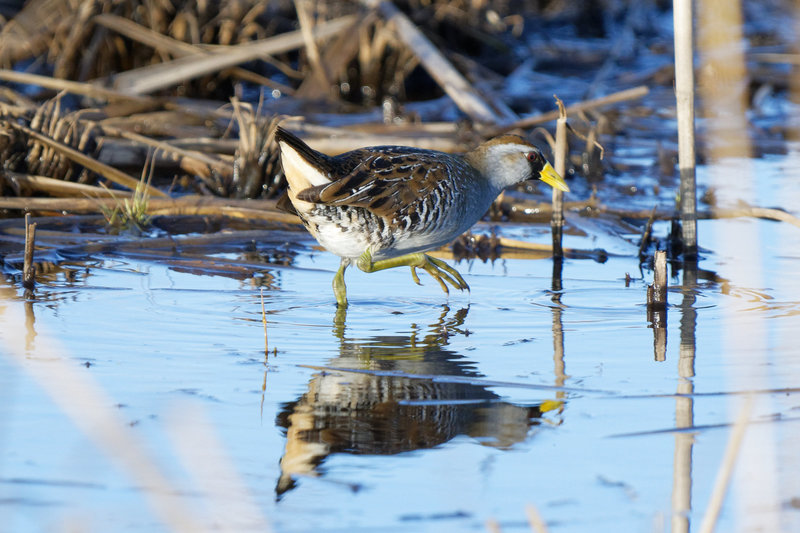 Sora at Frohring Meadows, taken from the marsh observation deck.