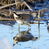 Sora at Frohring Meadows, taken from the marsh observation deck.