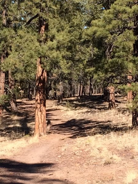 Quaking Aspen Trail, Zuni Mountains